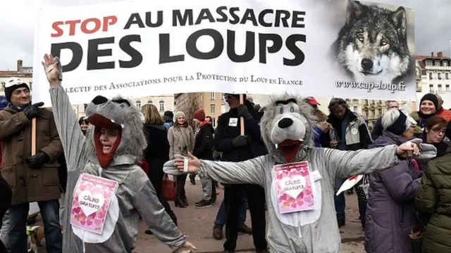 การต่อต้านการล่าหมาป่าในฝรั่งเศส
