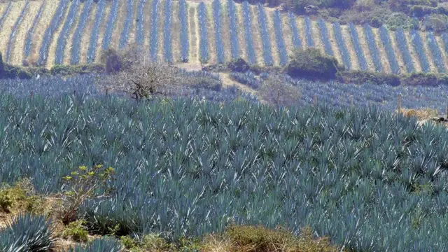 Campo de agave
