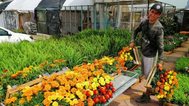 Чорнобривці