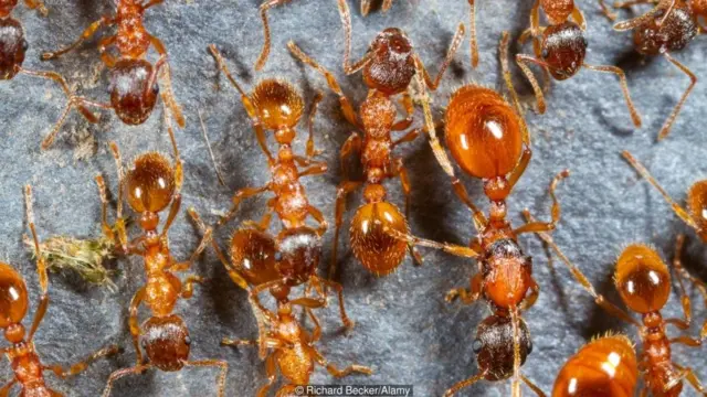 चींटियों ने चार्ल्स डार्विन को उलझन में डाल दिया था