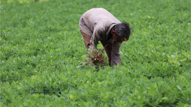 ગુજરાતમાં પાટીદારો પહેલાં મોટા ભાગે ખેતીના કામ સાથે સંકળાયેલા હતા