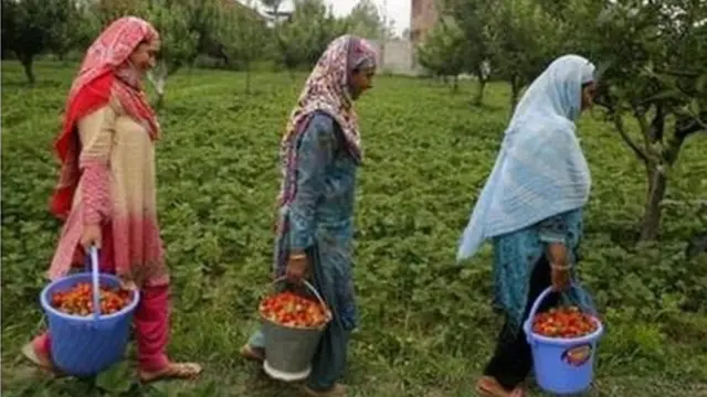 ਬਹੁਤ ਔਰਤਾਂ ਘਰਾਂ ਤੋਂ ਬਾਹਰ ਅਤੇ ਆਪਣੇ ਖੇਤਾਂ ਵਿਚ ਕੰਮ ਕਰਦੀਆਂ ਹਨ/