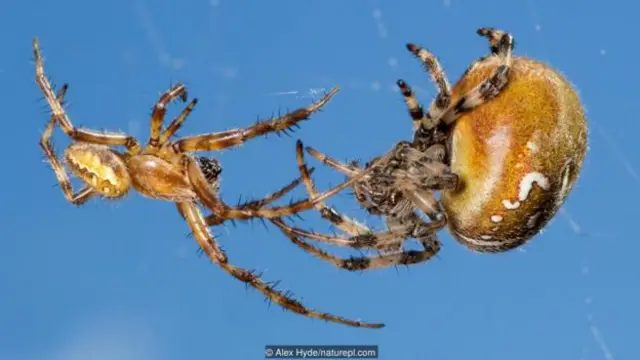 Laba-laba orb-weaver jenis four-spot (Araneus quadratus) jantan dan betina.