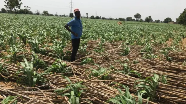 Maize farmer Sadi Audu stand for im farm