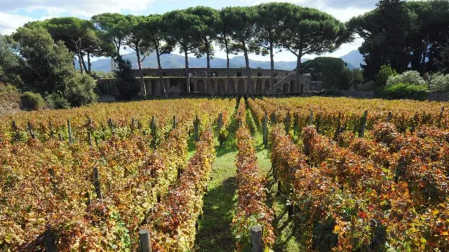 Pompei'de bir üzüm bağı