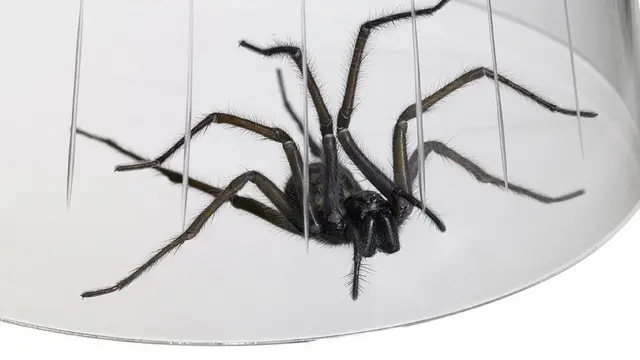 Spider under a glass