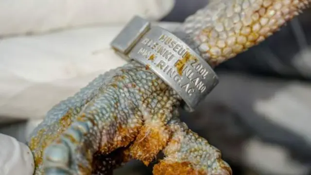 Osprey bird www.ring.ac, M-68528