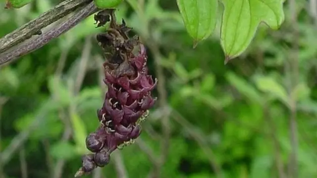 शकरकंदी का पौधा