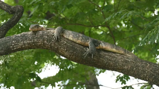 ตัวเงินตัวทอง