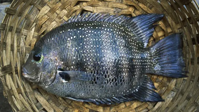 కరిమీన్ జాతి చేప