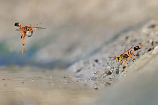 முதுகெலும்பற்ற விலங்குகளின் பழக்க வழக்கங்கள் பிரிவில் ஜியர்ஜின ஸ்டைல்டர் விருது பெறுகிறார்.