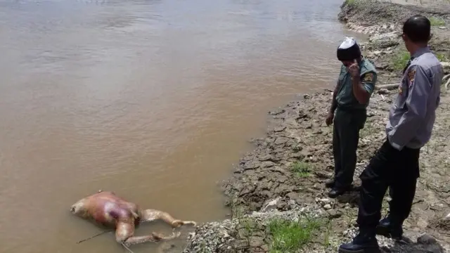 orang utan terpenggal