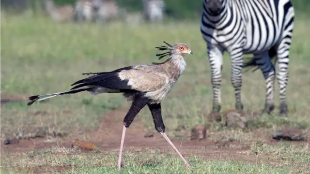 "الطائر الكاتب"