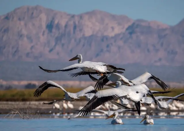 Chim bồ nông trắng bay qua vùng Salton Sea, ngay bên trên vết gãy San Andreas, gần Calipatria, California vào tháng 1, 2019.