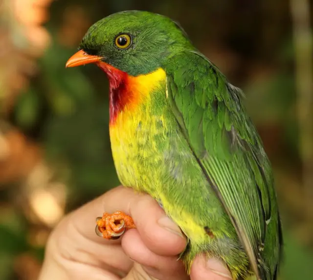 ムネアカミドリカザリドリは、ペルー・パンティアコッラ山の高地に生息する