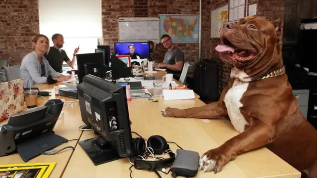 كلب في أحد مكاتب العمل