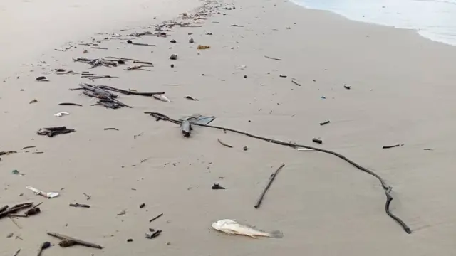 dead fish near waterside