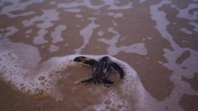 ลูกเต่ามะเฟือง