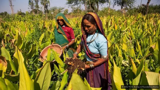 இலங்கையில் ஒரு கிலோ மஞ்சள் ரூ.4500 வரை விற்கப்படுவதற்கான காரணம் என்ன?