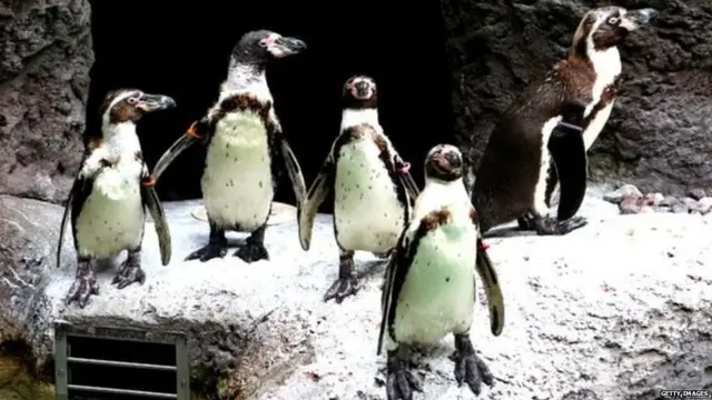 हम्बोल्ट जातीचे पेंग्विन.