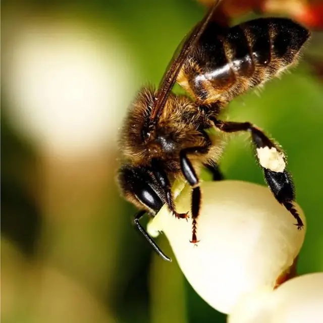 کوربیزیلو کے ہلکے میٹھے سفید پھول