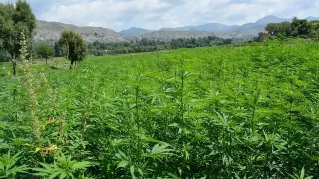 గంజాయి సాగు