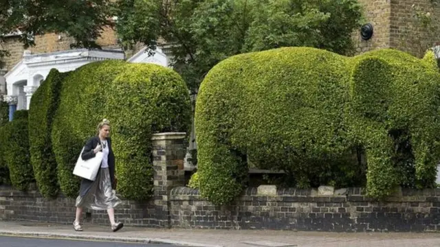 тосмо кылып өстүрүлгөн жыш өскөн майда бадалдар