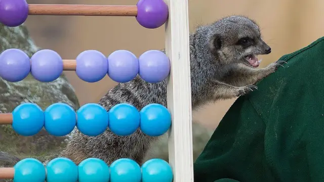 حيوان بجانب عداد