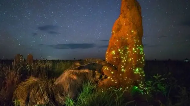 Мурахоїд у полі