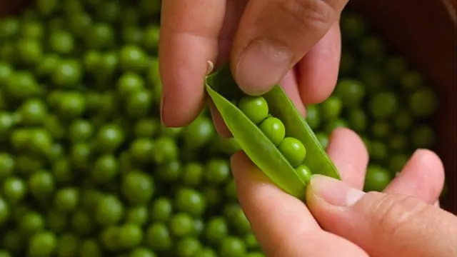 Зеленый горошек