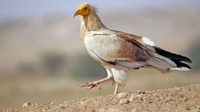 மஞ்சள் முகப் பாறு கழுகு