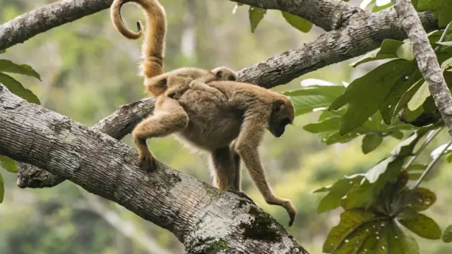 உயிரினங்களைக் காப்பாற்ற இந்தியா போதிய நடவடிக்கைகள் எடுக்கிறதா?