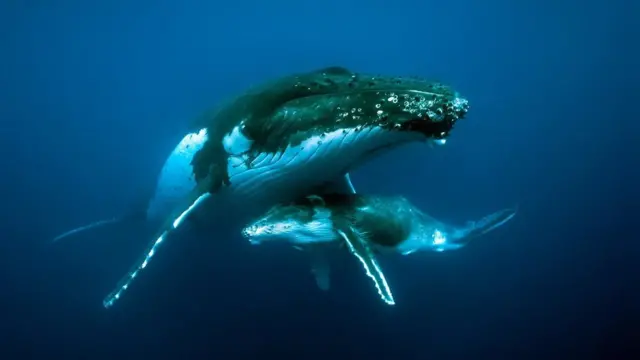 Les chants des baleines à bosse ont changé en raison du bruit généré par l'homme dans les océans, mais les créatures ont également inspiré les inventeurs humains