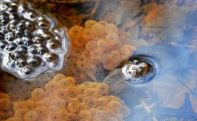 ఫొటోగ్రఫీ ఆఫ్ ద ఇయర్ 2018