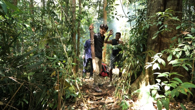 Harry Siswoyo menggunakan kayu untuk menonaktifkan jerat harimau.