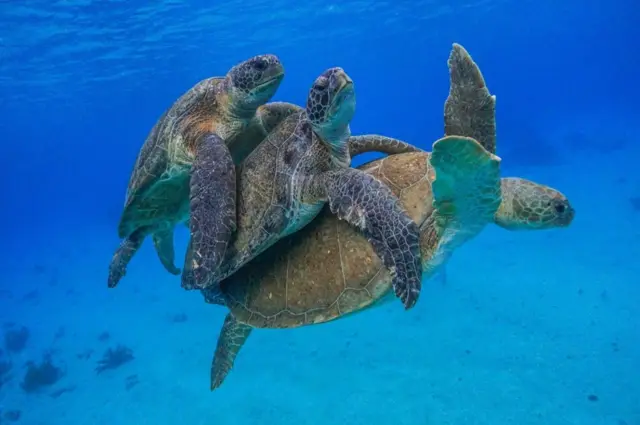 மூன்று ஆமைகள்