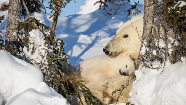 Osa arrullando a su bebe