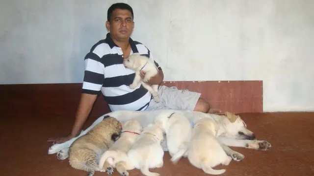 Dog breastfeed an abandoned lion cub in Sri Lanka