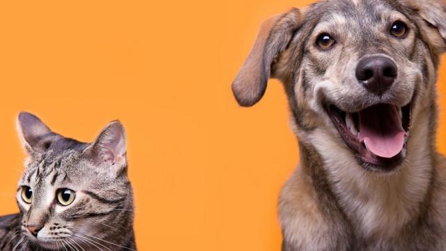 Cat and dog buddies with orange background