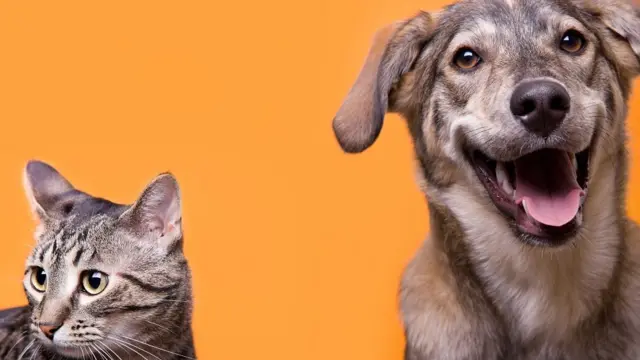 Cat and dog buddies with orange background