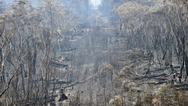 Австралия өз тарыхындагы эң чоң өрттү башынан кечирүүдө