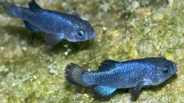 Peixes cachorrinhos do Buraco do Diabo