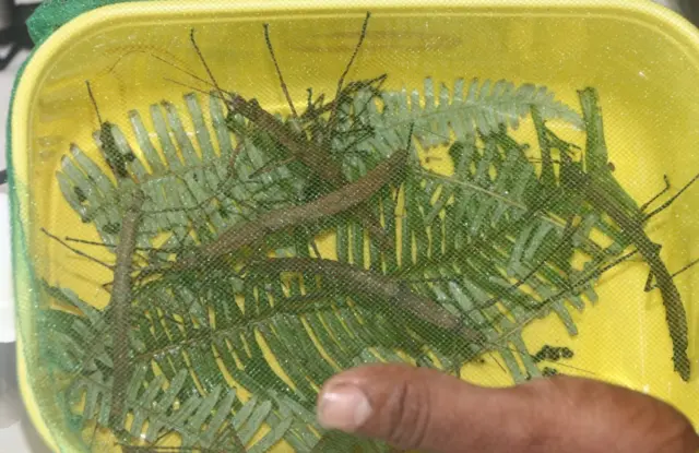 වන සංරක්ෂණ නිලධාරීන් භාරයට ගත් කෘමීන්