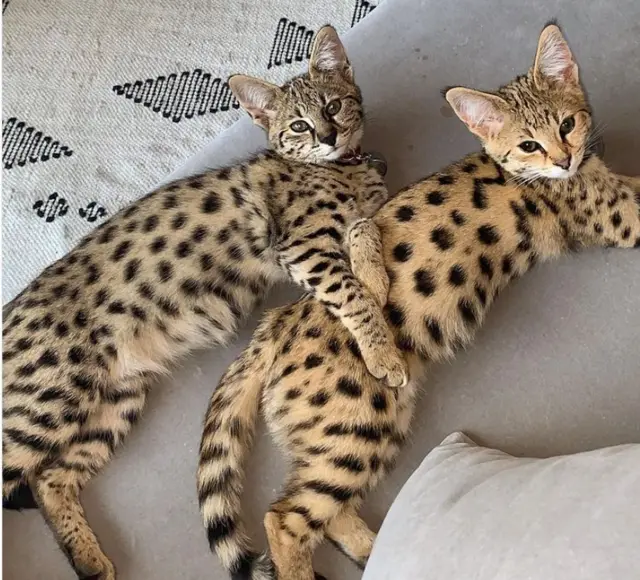 ਜਸਟਿਨ ਬੀਬਰ