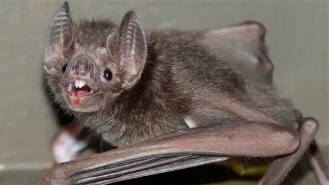 Coronavirus dey linked to bats