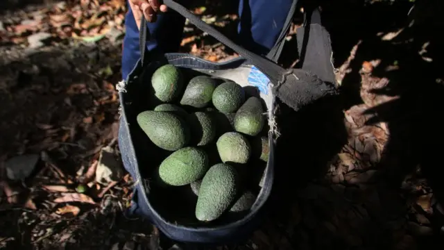 El aguacate es una especie tropical que consume mucha agua.