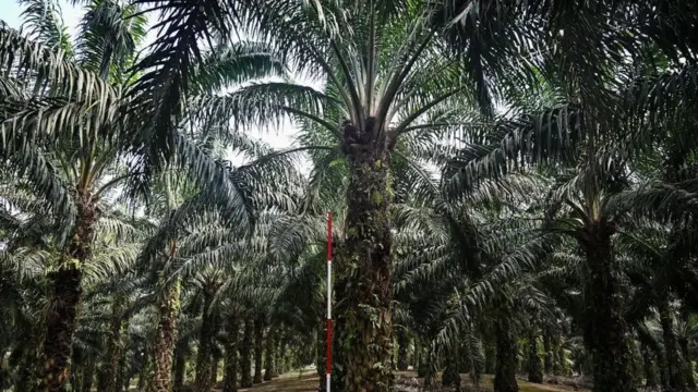 பாமாயில் மரங்கள்.