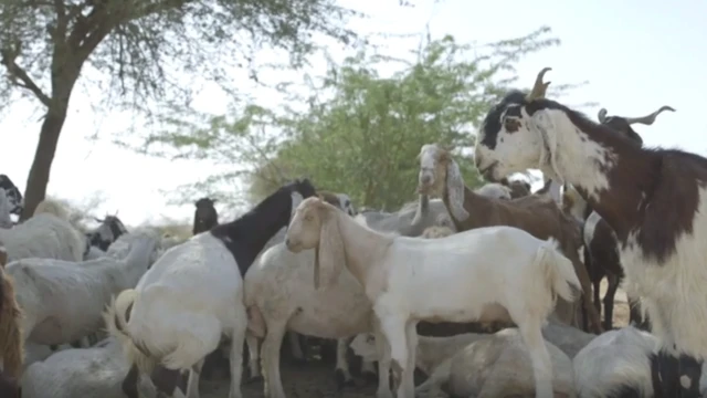 बकरियां