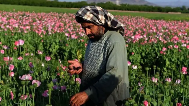 ஒபியம் சாகுபடி ஆஃப்கனில் 1.2 லட்சம் பேருக்கு வேலை கொடுக்கிறது