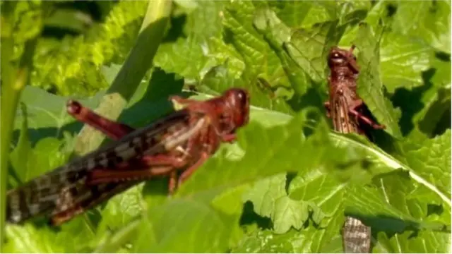 గుజరాత్ మిడతలు